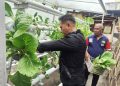 Panen Sayuran Sistem Vertikultur, Bukti Nyata Keberhasilan Warga Binaan Lapas Wahai