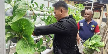 Panen Sayuran Sistem Vertikultur, Bukti Nyata Keberhasilan Warga Binaan Lapas Wahai