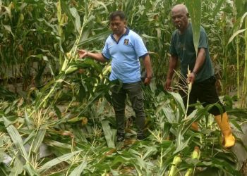 Lapas Wahai Siaga Bencana, Ribuan Tanaman Jagung Dilindungi dari Ancaman Angin Kencang
