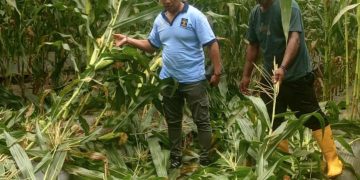 Lapas Wahai Siaga Bencana, Ribuan Tanaman Jagung Dilindungi dari Ancaman Angin Kencang
