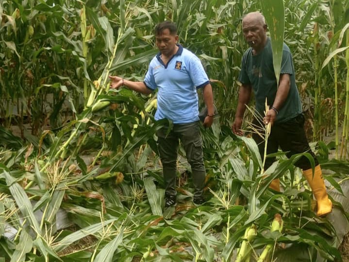 Lapas Wahai Siaga Bencana, Ribuan Tanaman Jagung Dilindungi dari Ancaman Angin Kencang