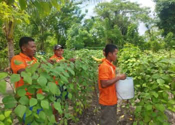 Dukung 15 Program Aksi Kemenimipas, Lapas Namlea Panen Puluhan Kg Buncis