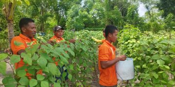Dukung 15 Program Aksi Kemenimipas, Lapas Namlea Panen Puluhan Kg Buncis