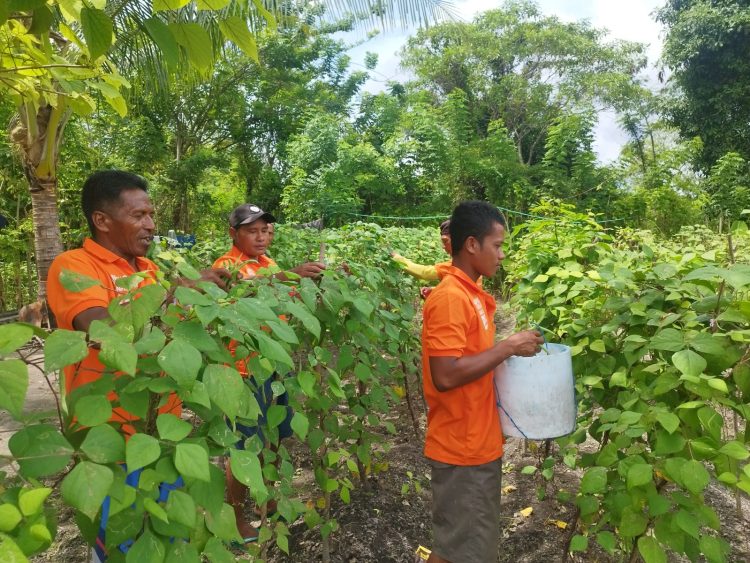 Dukung 15 Program Aksi Kemenimipas, Lapas Namlea Panen Puluhan Kg Buncis