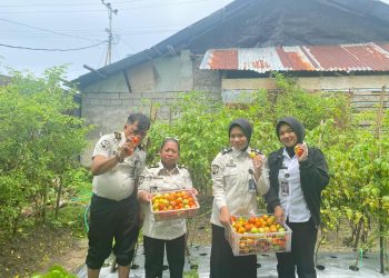 Panen Kangkung dan Tomat, Lapas Wahai Buktikan Kemandirian Pangan di Lahan Terbatas