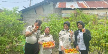 Panen Kangkung dan Tomat, Lapas Wahai Buktikan Kemandirian Pangan di Lahan Terbatas
