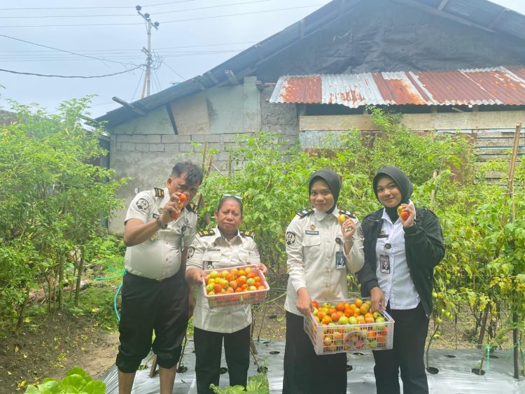 Panen Kangkung dan Tomat, Lapas Wahai Buktikan Kemandirian Pangan di Lahan Terbatas