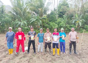 Polsek Waesama Tanam Jagung Pipil di Lahan 2 Hektar, Dukung Ketahanan Pangan