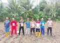 Polsek Waesama Tanam Jagung Pipil di Lahan 2 Hektar, Dukung Ketahanan Pangan
