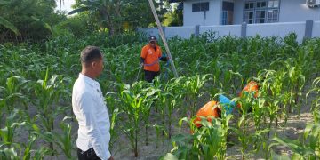 Puasa Tetap Produktif, Warga Binaan Lapas Namlea Aktif Berkebun