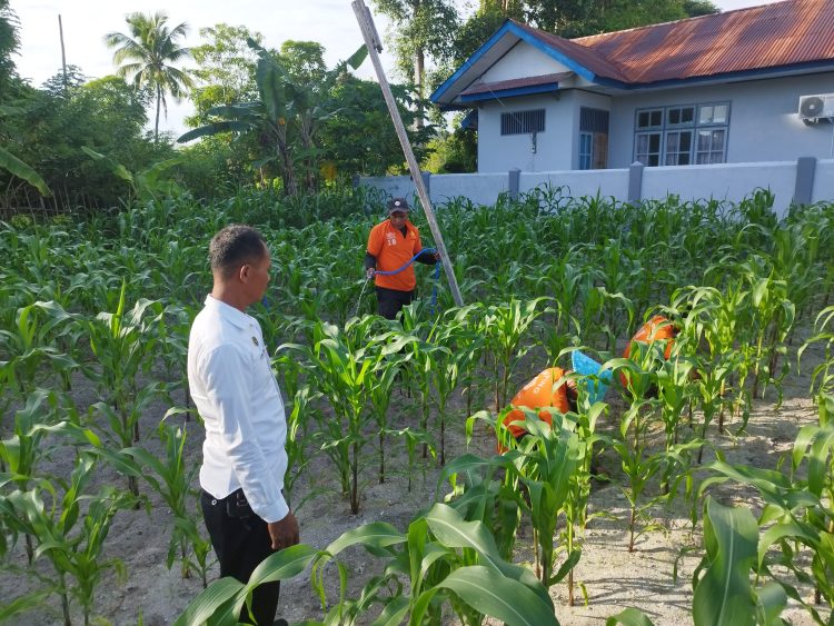 Puasa Tetap Produktif, Warga Binaan Lapas Namlea Aktif Berkebun