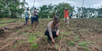 Polsek Waesama Bersama Masyarakat Tanam Jagung Pipil Dukung Program Ketahanan Pangan Nasional