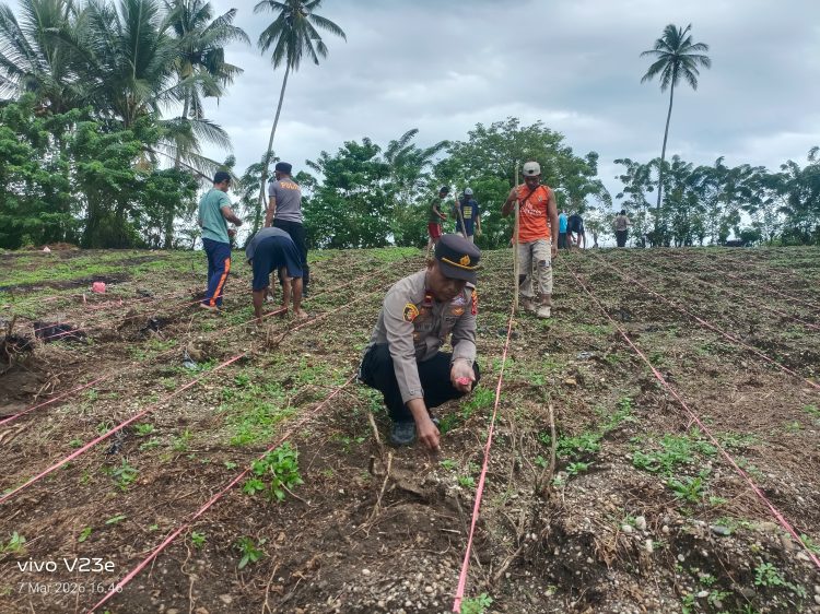 Polsek Waesama Bersama Masyarakat Tanam Jagung Pipil Dukung Program Ketahanan Pangan Nasional