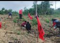 Dari Timur Indonesia, PDIP Buru Selatan Gaungkan Kemandirian Pangan Lewat Gerakan Tanam Kasbi, Keladi, dan Pisang