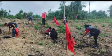 Dari Timur Indonesia, PDIP Buru Selatan Gaungkan Kemandirian Pangan Lewat Gerakan Tanam Kasbi, Keladi, dan Pisang