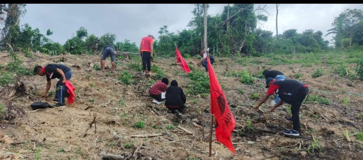 Dari Timur Indonesia, PDIP Buru Selatan Gaungkan Kemandirian Pangan Lewat Gerakan Tanam Kasbi, Keladi, dan Pisang