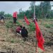 Dari Timur Indonesia, PDIP Buru Selatan Gaungkan Kemandirian Pangan Lewat Gerakan Tanam Kasbi, Keladi, dan Pisang