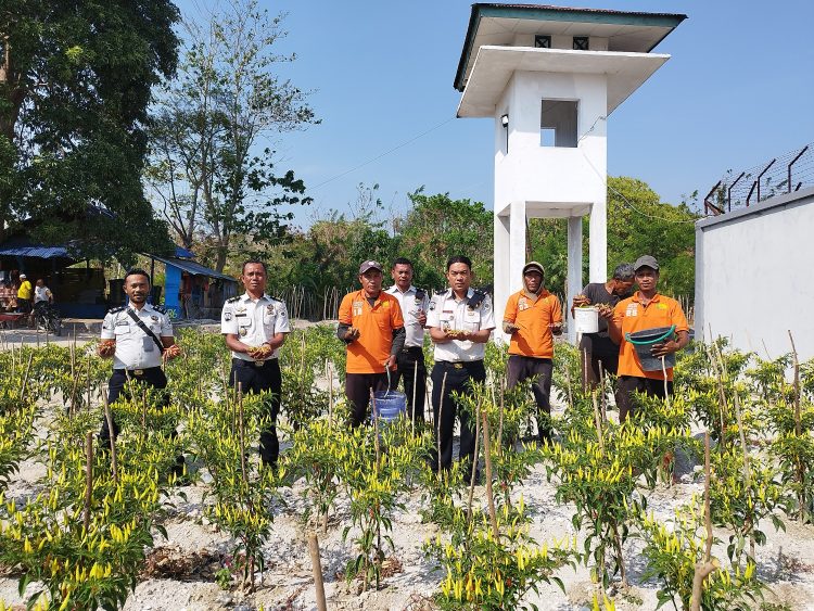 Produktif di Tengah Kemarau, Lapas Namlea Sukses Panen Cabai Rawit