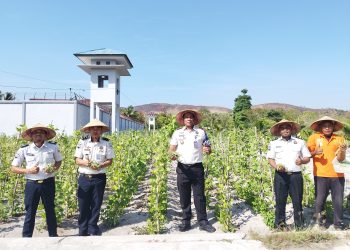 Senin Ceria, Lapas Namlea Panen Buncis dan Cabai Rawit