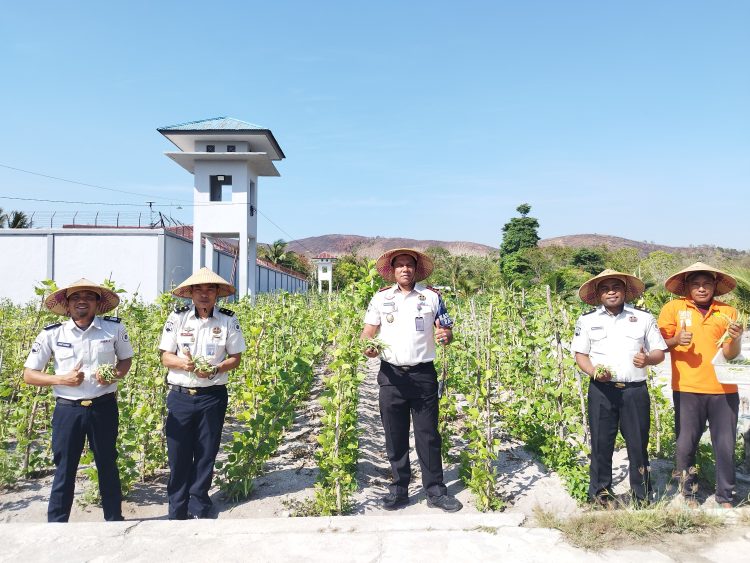 Senin Ceria, Lapas Namlea Panen Buncis dan Cabai Rawit