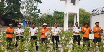 Produktif di Masa Pembinaan, Lapas Namlea Kembali Panen Cabai Rawit Berkualitas
