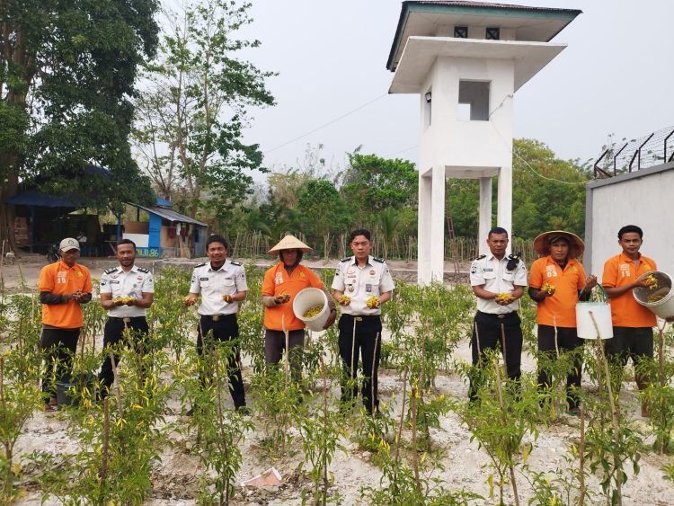 Produktif di Masa Pembinaan, Lapas Namlea Kembali Panen Cabai Rawit Berkualitas